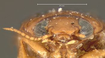 Media type: image;   Entomology 5982 Aspect: head frontal view
